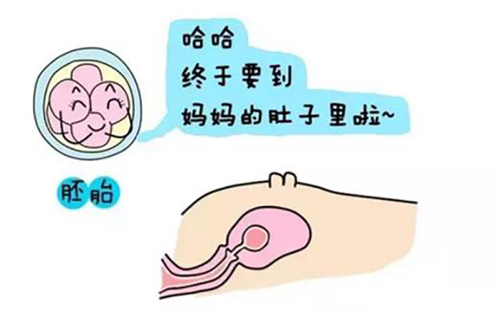 试管婴儿胚胎看得出男女吗
